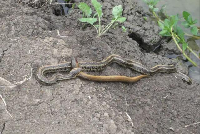 为什么蛇不敢吃黄鳝(蛇吃黄鳝是在找死)(3)