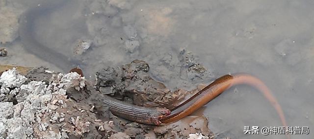 为什么蛇不敢吃黄鳝(蛇吃黄鳝是在找死)(11)