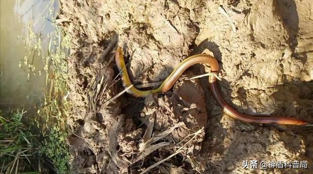 为什么蛇不敢吃黄鳝(蛇吃黄鳝是在找死)(9)