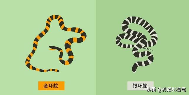 为什么蛇不敢吃黄鳝(蛇吃黄鳝是在找死)(10)