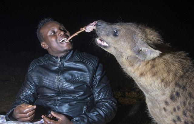 鬣狗为什么最怕非洲人(作为非洲二哥的鬣狗)(8)