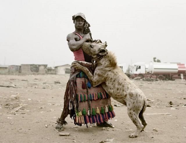 鬣狗为什么最怕非洲人(作为非洲二哥的鬣狗)(10)