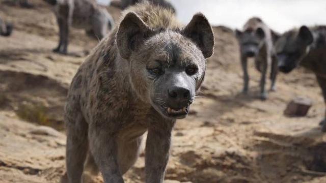 鬣狗为什么最怕非洲人(作为非洲二哥的鬣狗)(3)