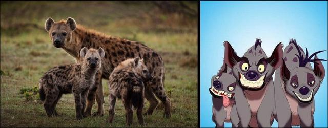 鬣狗为什么最怕非洲人(作为非洲二哥的鬣狗)(6)