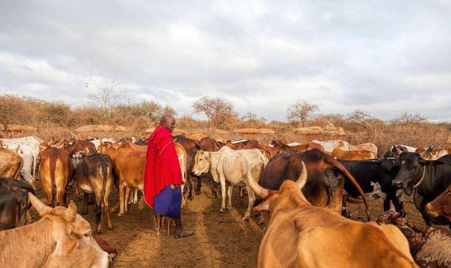 鬣狗为什么最怕非洲人(作为非洲二哥的鬣狗)(17)