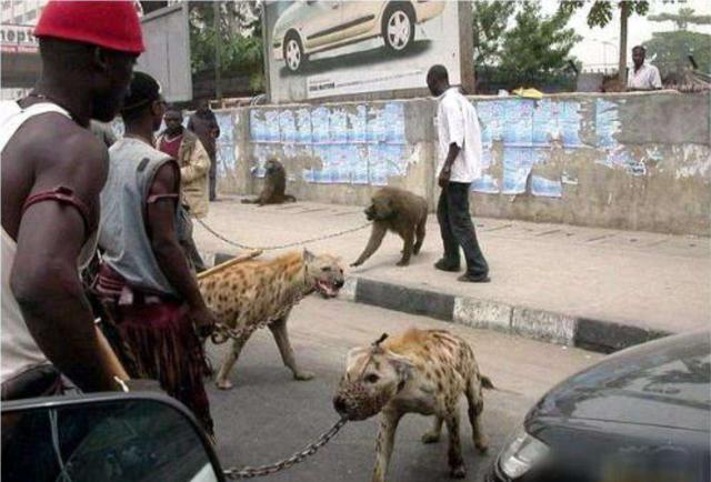 鬣狗为什么最怕非洲人(作为非洲二哥的鬣狗)(13)