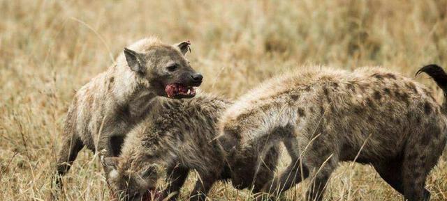 鬣狗为什么最怕非洲人(作为非洲二哥的鬣狗)(15)