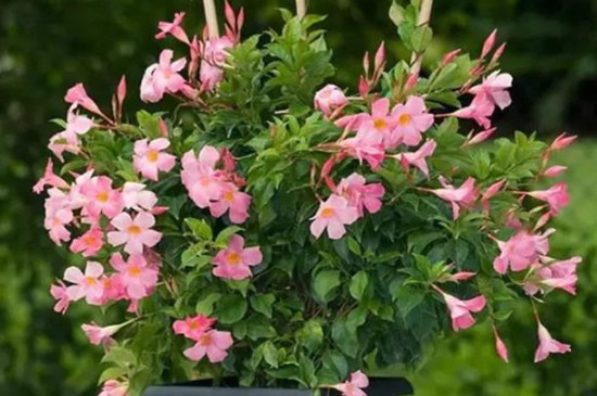 飘香藤冬季的养殖方法和注意事项(图3)