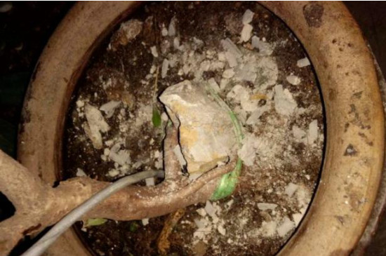 蚊香灰能放花盆里吗(图4)