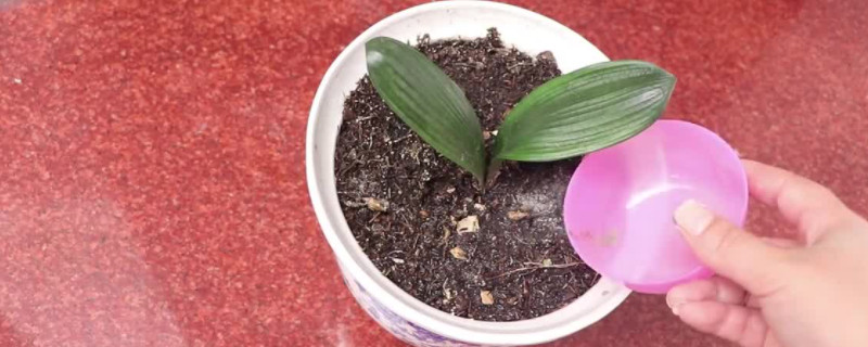 蚊香灰能放花盆里吗(图1)