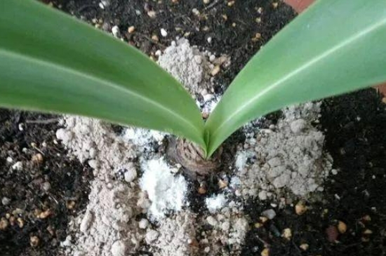 蚊香灰能放花盆里吗(图2)