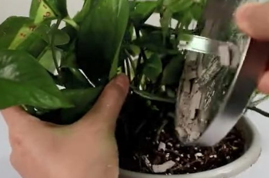 蚊香灰能放花盆里吗(图3)