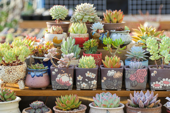 多肉有什么寓意和象征(图3)