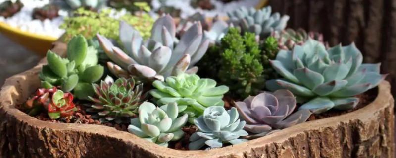 多肉有什么寓意和象征(图1)