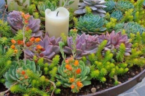 多肉有什么寓意和象征(图2)