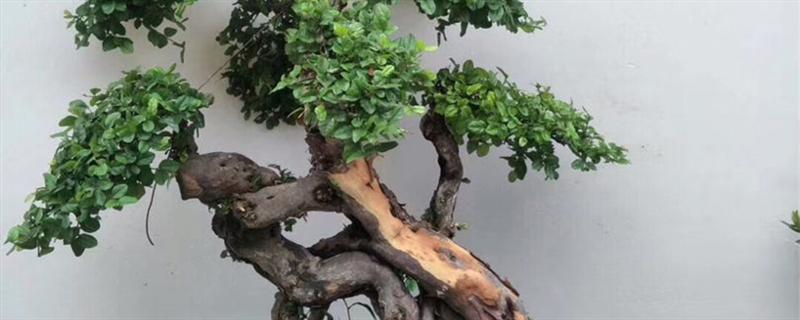 生桩和熟桩的区别(图1)