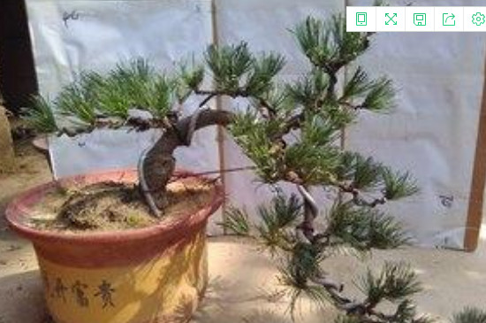 生桩和熟桩的区别(图3)