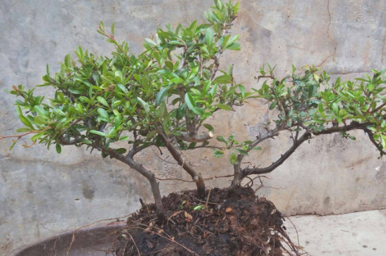 生桩和熟桩的区别(图2)