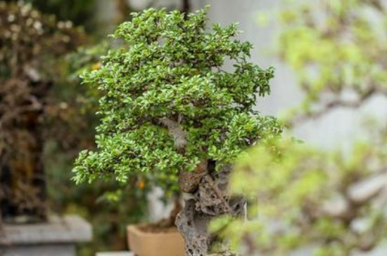 生桩和熟桩的区别(图4)