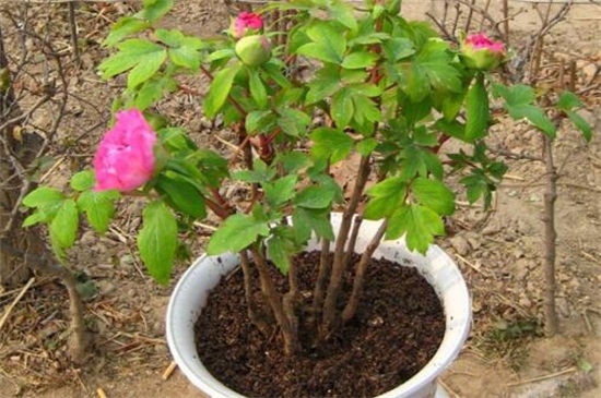 如何使牡丹在冬季开花(图3)