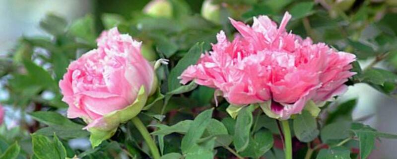 如何使牡丹在冬季开花(图1)