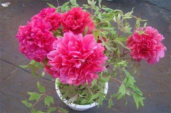 如何使牡丹在冬季开花(图2)