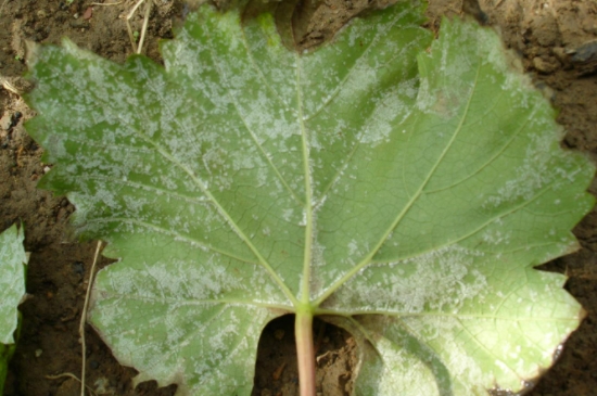 叶子上长白色的霉斑怎么治(图3)