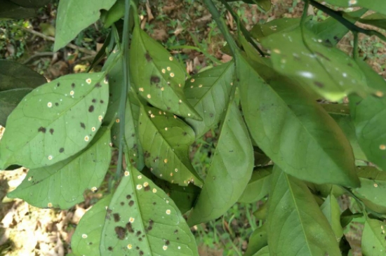 叶子上长白色的霉斑怎么治(图2)