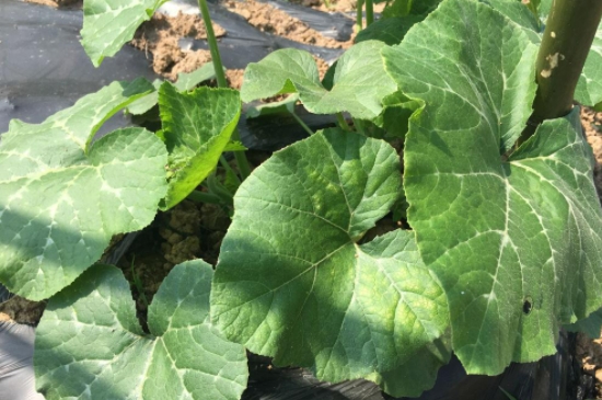 叶子上长白色的霉斑怎么治(图4)