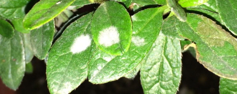 叶子上长白色的霉斑怎么治(图1)