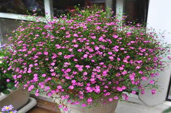 满天星花适合室内养吗，可以能够缓解心情（图）(图4)
