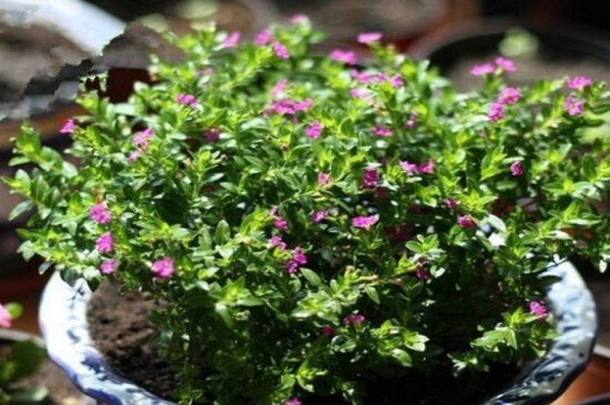 满天星花适合室内养吗，可以能够缓解心情（图）(图3)