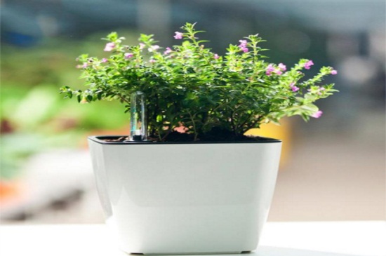 满天星花适合室内养吗，可以能够缓解心情（图）(图2)