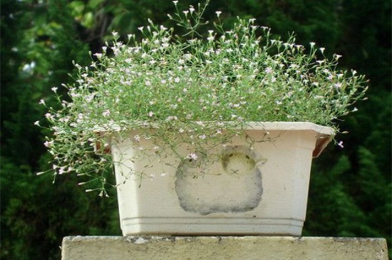 满天星花适合室内养吗，可以能够缓解心情（图）(图1)