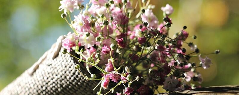 满天星怎么浇水施肥(图)(图1)