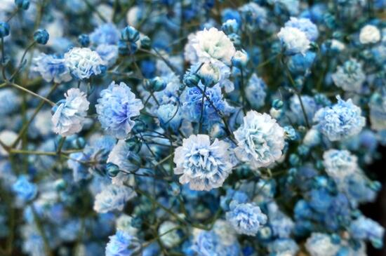 满天星怎么浇水施肥(图)(图3)