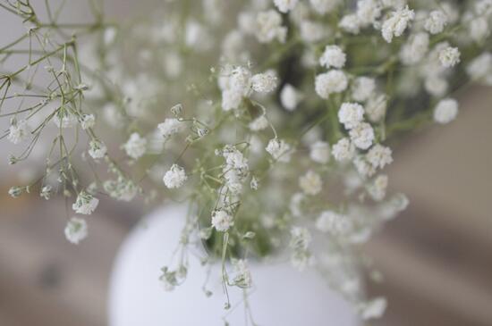 满天星怎么浇水施肥(图)(图2)