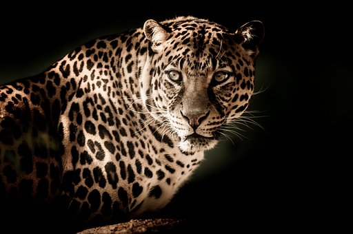 leopard-2895448__340.jpg