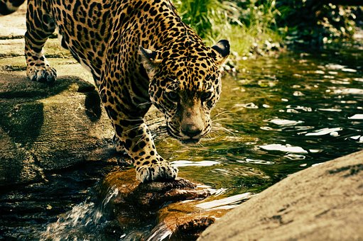 leopard-2578114__340.jpg