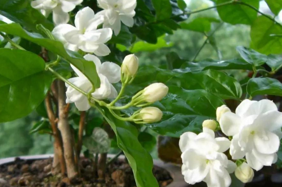 茉莉花夏天几天浇一次水(图2)