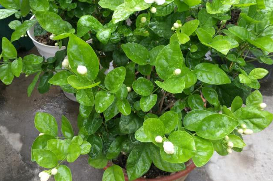 茉莉花夏天几天浇一次水(图4)