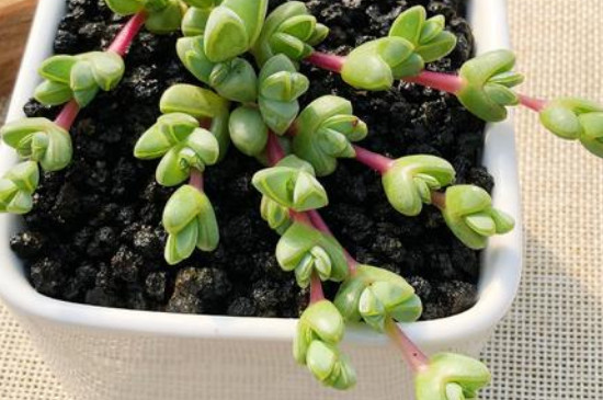碧玉莲叶子发软有救吗(图2)