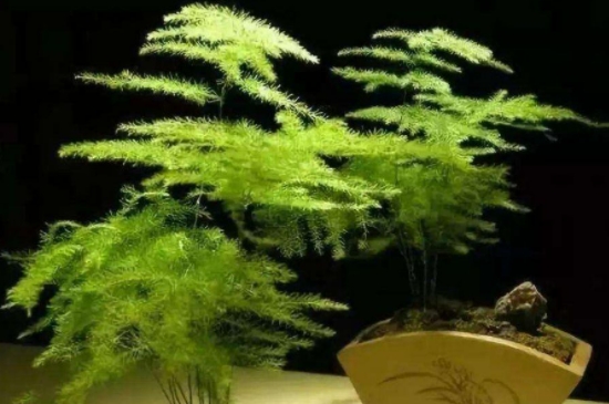 刚买回来的云竹怎么养(图3)