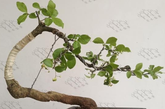 卫矛叶子枯萎什么原因(图4)