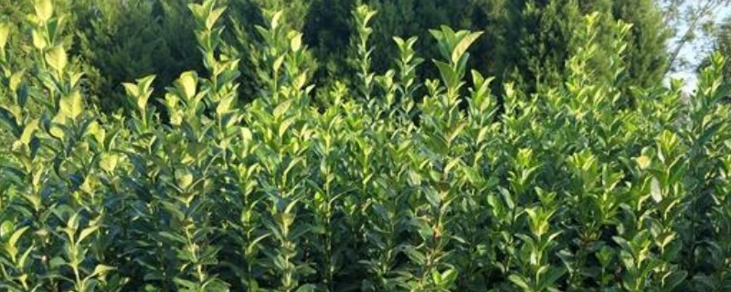 卫矛叶子枯萎什么原因(图1)