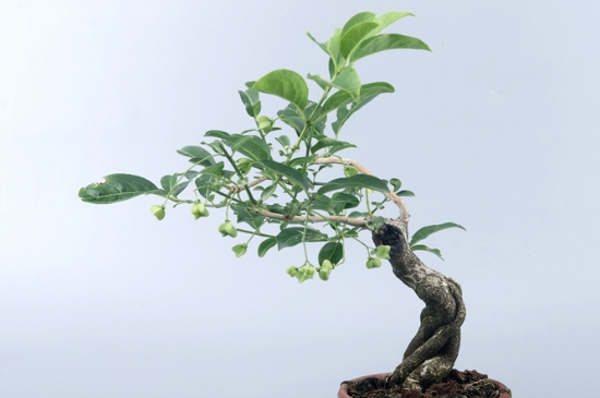 卫矛叶子枯萎什么原因(图3)