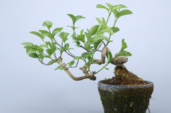 卫矛叶子枯萎什么原因(图2)