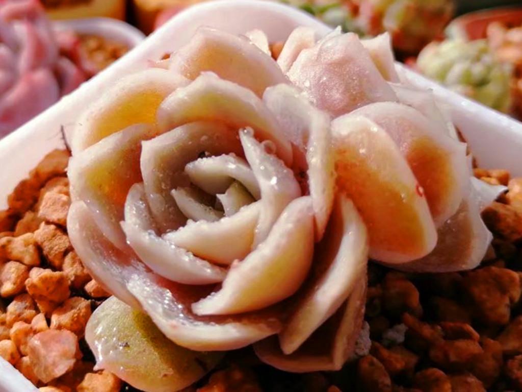 萧亚轩(萧亚轩：华语乐坛的实力代表)