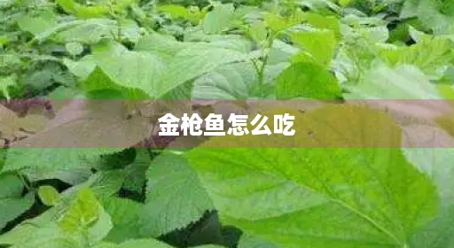 金枪鱼怎么吃